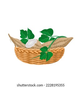 Vector illustration of kudzu root with leaves in a wicker basket, scientific name Pueraria montana, isolated on white background.