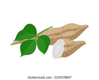 Vector illustration of Kudzu root or Pueraria montana, herbal plant, isolated on a white background.