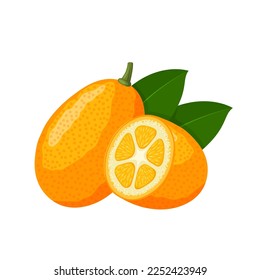 Vector illustration, kumquat or Citrus japonica, isolated on white background.