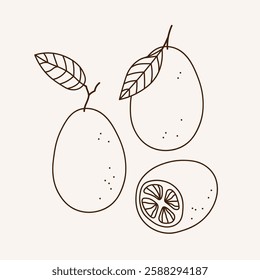 Vector illustration of Kumquat citrus plants on isolated background. Hand drawn set with whole and half juicy Fortunella fruit. Botanical illustration of Asian tree. Food illustration for label, sign