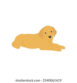 Ilustração vetorial de labrador retriever dog em estilo cartoon flat. Comportamento do cão, linguagem corporal e expressões faciais. Um bonito labrador amarelo.
Animais de companhia