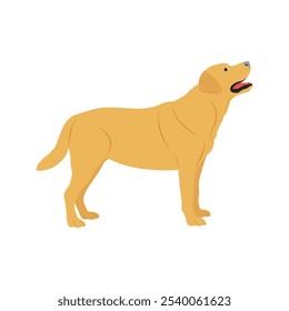 Ilustração vetorial de labrador retriever dog em estilo cartoon flat. Comportamento do cão, linguagem corporal e expressões faciais. Um bonito labrador amarelo.
Animais de companhia