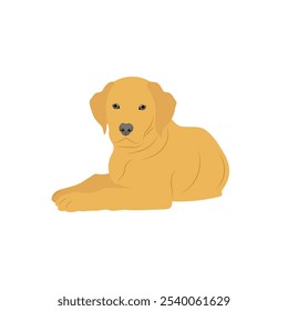 Ilustração vetorial de labrador retriever dog em estilo cartoon flat. Comportamento do cão, linguagem corporal e expressões faciais. Um bonito labrador amarelo.
Animais de companhia