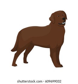 Vector illustration of Labrador standing on white background.