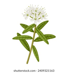 Ilustración vectorial, Labrador Tea, nombre científico Rhododendron groenlandicum, aislado sobre fondo blanco.