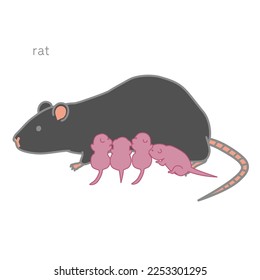 Vector illustration of a lactating black rat