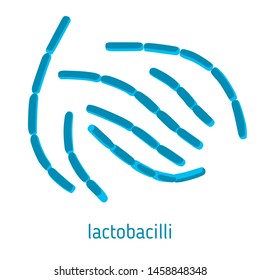 Vector illustration of lactobacilli. Isolated on white background. Design element for medical posters, brochures, articles, websites etc.