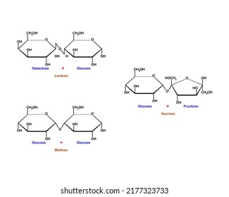 Vector illustration of lactose, maltose and sucrose. A disaccharide is the sugar formed when two monosaccharides are joined by glycosidic linkage on a white background.