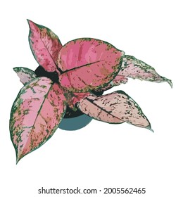 Ilustración vectorial de la planta Lady Valentin del tipo aglonema en la olla sobre fondo blanco. Imagen básica de las plantas de la casa.