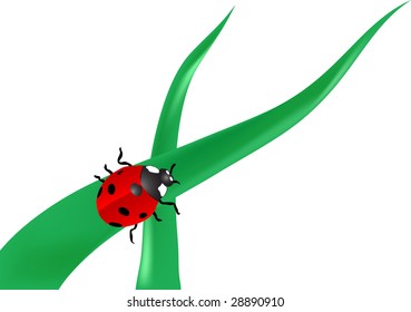 Vector illustration of the ladybird