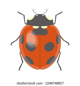 Vector illustration of ladybird isolated on background.