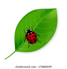 Vector illustration of ladybird on the green leaf