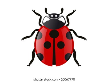 Vector illustration of a ladybug
