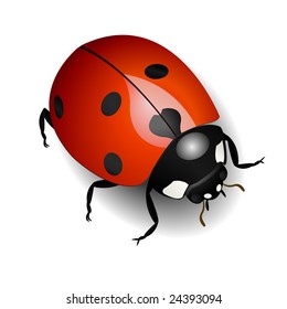 Vector illustration of a ladybug