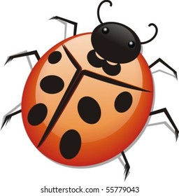 Vector illustration of a ladybug