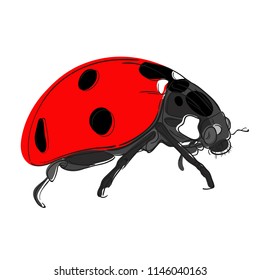 Vector illustration of ladybug. Black outline and color. Sketch. Wildlife. Insect.