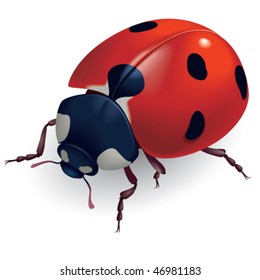 Vector illustration of a ladybug. Coccinellidae.