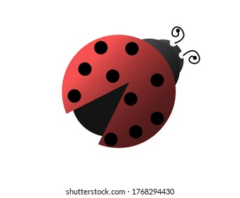 Vector illustration of ladybug or ladybird isolated on white background