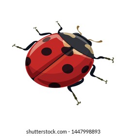 Vector illustration of ladybug and ladybird logo. Collection of ladybug and red stock vector illustration.