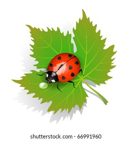Vector illustration of a ladybug on leaf