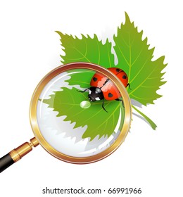 Vector illustration of a ladybug on leaf seen by a magnifying glass