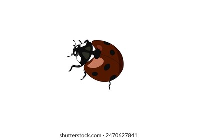 Vector illustration of a ladybug on a white background