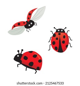 Vector illustration of ladybugs set