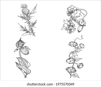 Vector illustration of lady's slipper, thistle, morning glory, cup and saucer fine