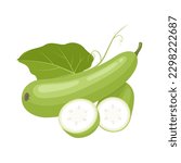Vector illustration, Lagenaria siceraria, known as bottle gourd or Lauki, isolated on white background.