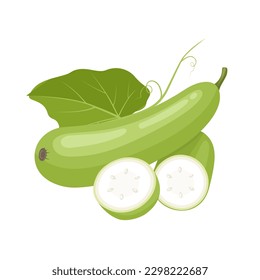 Vector illustration, Lagenaria siceraria, known as bottle gourd or Lauki, isolated on white background.