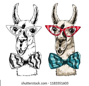 Vector illustration lama head in fashionable glasses and a bow tie. Llama or alpaca smiling bright color sketch for print and design. Cute mammal animal drawing