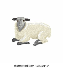 Vector illustration of a  lamb