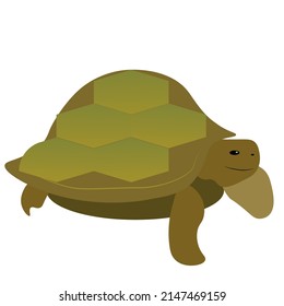 Vector Illustration Of A Land Turtle