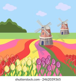 Vector illustration of a landscape with multi-colored tulips and windmills. For designs of posters, postcards.