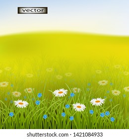 vector illustration landscape summer field meadow with chamomile flowers and forget-me-in-the-grass 3d drawing