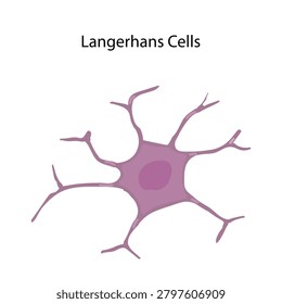 Vector Illustration of Langerhans Cell in Human Epidermis