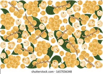 vector illustration of langsat and leaf design background white EPS10