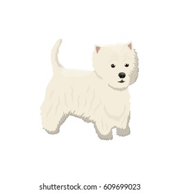 Vector illustration of Lapdog standing on white background.
