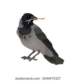Vector illustration of large hooded crow holds small branch in its beak on white background