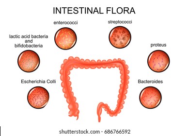 vector illustration of the large intestine and the intestinal flora
