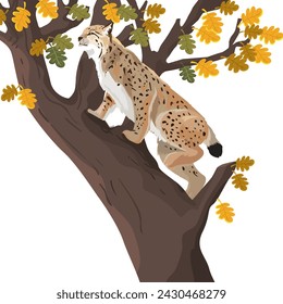 Vector illustration of large lynx stalks prey climbed a tall tree