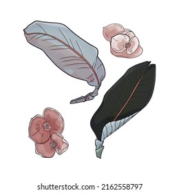 Vector illustration of a large set of tropical leaves and flowers. Exotic flowers and leaves as a print, blank for designers, logo, label, sticker