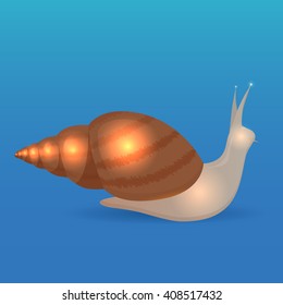 Vector illustration of a large snail Achatina. The object separate from background