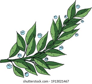 Vector illustration of a large spring branch with sharp leaves surrounded by dew drops. A branch of gentle spring shades resembles laurel leaves. The branch has a black outline. 