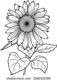 Vector illustration, A large sunflower flower with large leaves on a transparent background