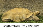 Vector illustration of a large turtle in a grass enclosure in a zoo. Tortoise in the grass by the stone wall. Detailed vector illustration of a turtle. Animal, reptile, fauna, herbivore.