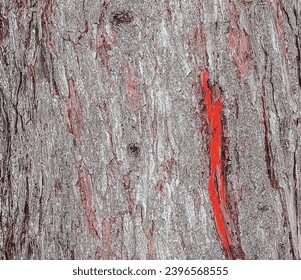 Vector illustration of Larix decidua or European Larch bark texture. Close up.
