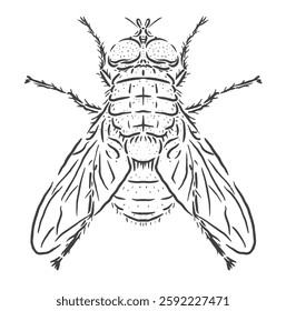 vector illustration of a laughable fly insect sketch icon with a unique depiction