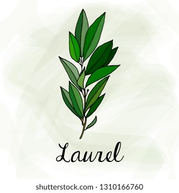 Vector Illustration of Laurel Spice Sketch Style