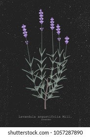 Vector illustration of a lavender